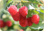 Himbeeren