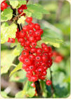 Johannisbeeren